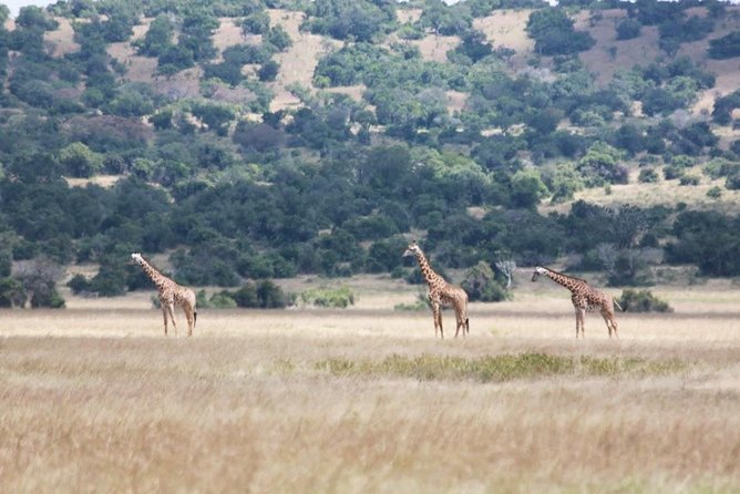 1 Day Safari to Akagera national park-Big5 Safari - Who will get the most from this safari