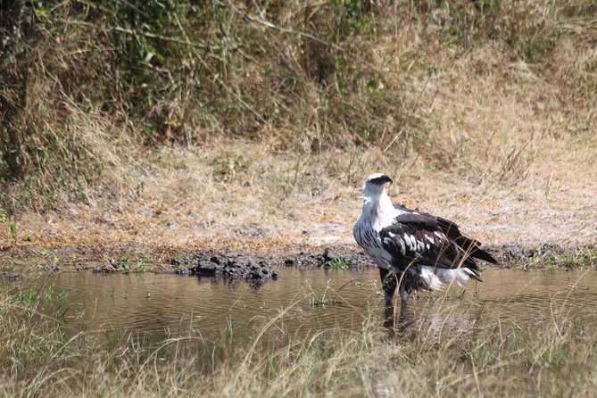 1 Day Safari to Akagera national park-Big5 Safari - Kayonza brings a local pause