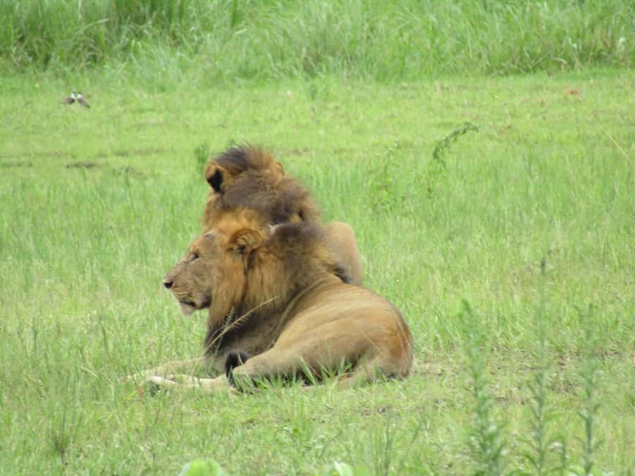 2-Day Akagera Game Drive, Boatride & Safari resort overnight - Key points to know before booking