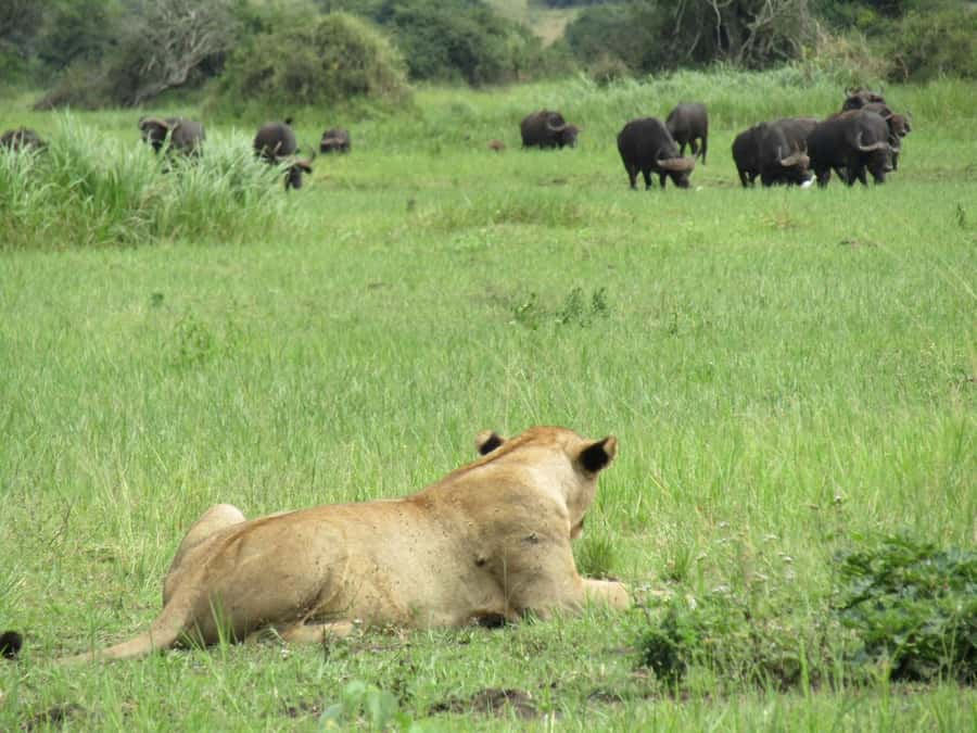 2-Day Akagera Game Drive, Boatride & Safari resort overnight - Why Akagera works well for a short Rwanda safari