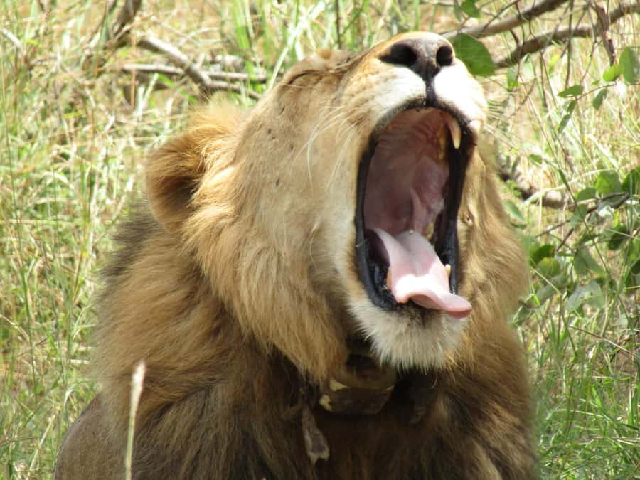 2-Day Akagera Game Drive, Boatride & Safari resort overnight - A six-hour game drive through Akagera