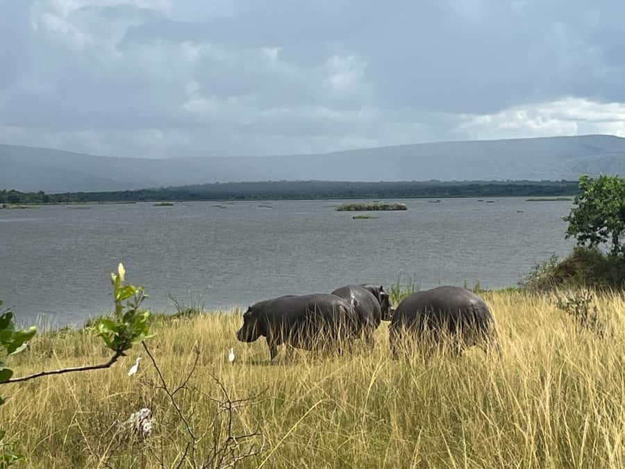 2-Day Akagera Game Drive, Boatride & Safari resort overnight - Birdwatching, hippos, and the value of the boat ride