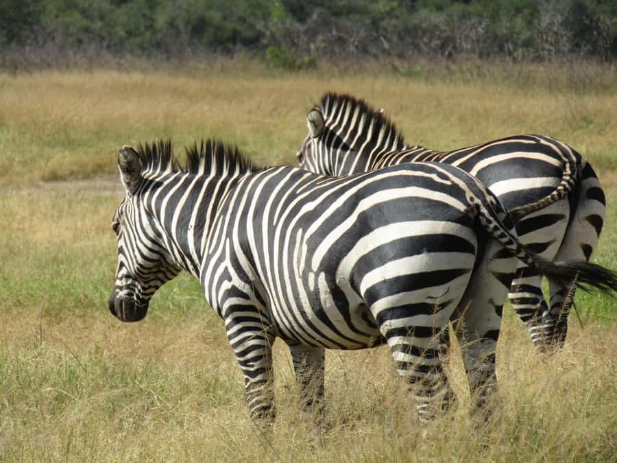 2-Day Akagera Game Drive, Boatride & Safari resort overnight - The pace, comfort, and practical limits