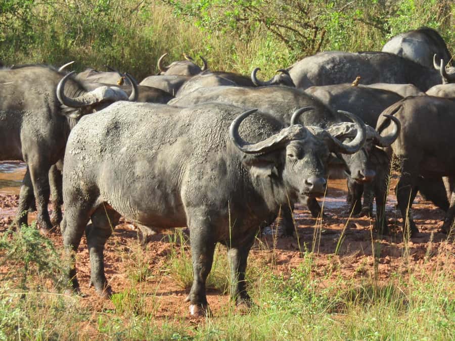 2-Day Akagera Game Drive, Boatride & Safari resort overnight - How the guiding shapes the experience