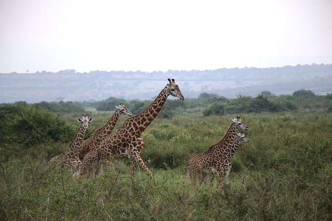 2-Day Akagera National Park Game Drive, Ihema boat trip with a Choice 4x4 - Reaching Akagera around lunchtime