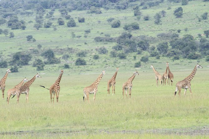 2 Days Akagera Wildlife Safari - Why two days in Akagera can work well
