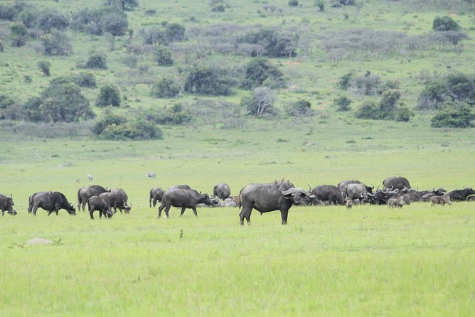 2 Days Akagera Wildlife Safari - The evening game drive and first wildlife search