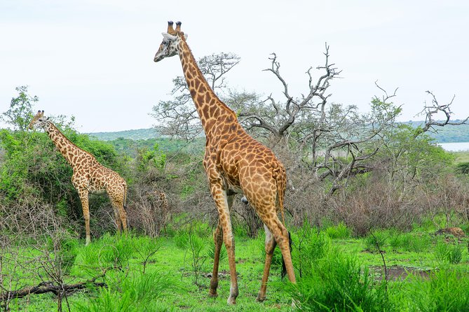2 Days Akagera Wildlife Safari - Luxury lodging at Akagera Game Lodge or Ruzizi Tented Lodge