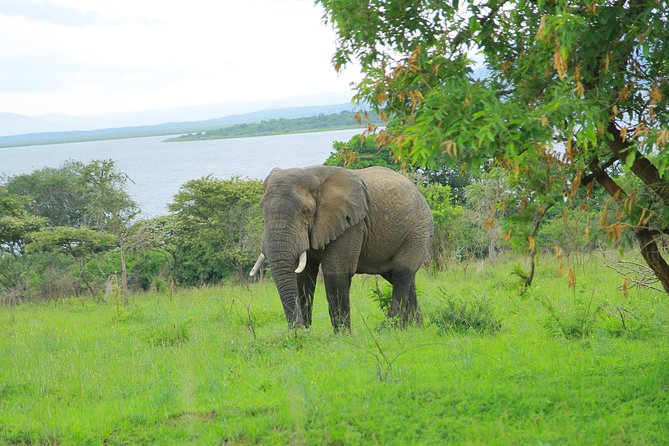 2 Days Akagera Wildlife Safari - What the $1,200 price really covers