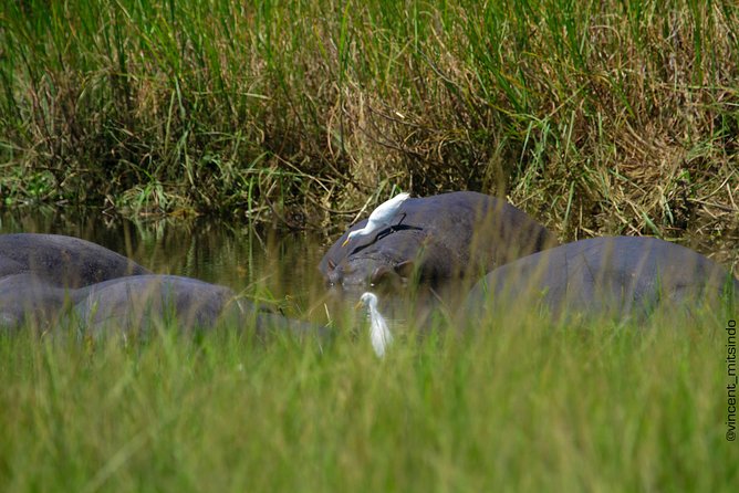2 Days Akagera Wildlife Safari - Leaving Kigali for Akagera National Park