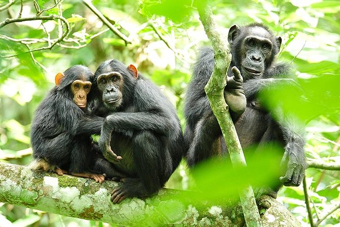 2 Days Chimpanzees trekking Tour and Canopy walk Adventure - Why Nyungwe makes this short trip worthwhile