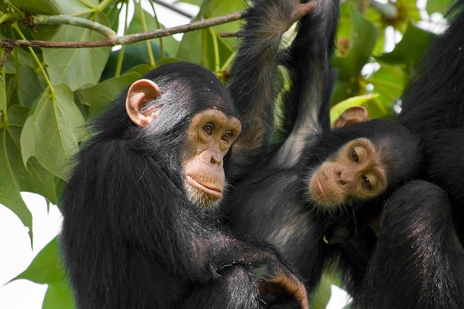 2 Days Chimpanzees trekking Tour and Canopy walk Adventure - The 3:00 p.m. canopy walkway