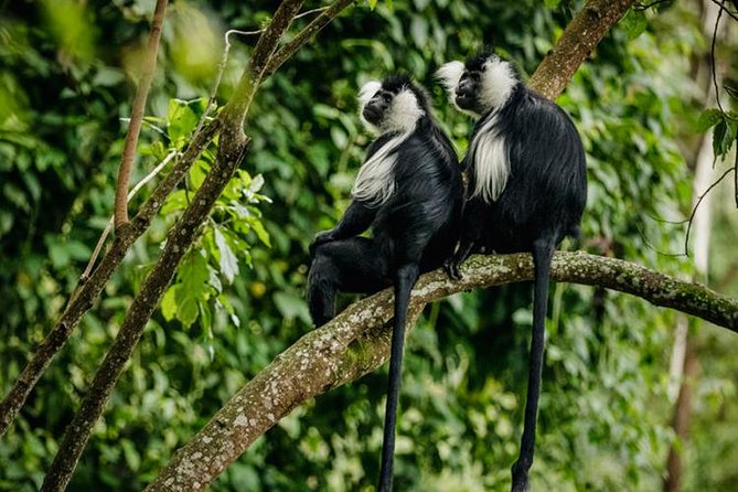 2 Days Chimpanzees trekking Tour and Canopy walk Adventure - Day two, chimpanzees at first light
