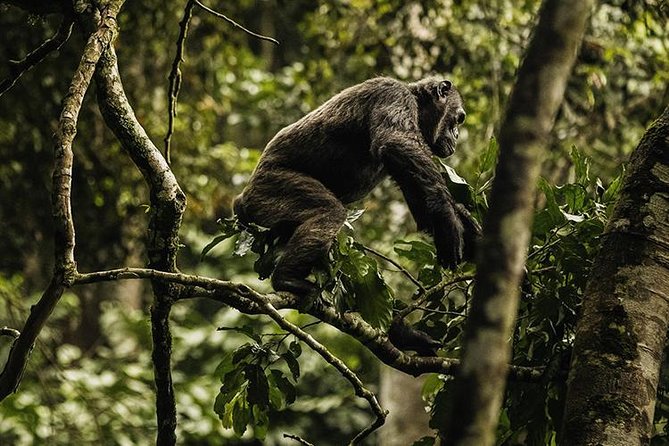 2 Days Chimpanzees trekking Tour and Canopy walk Adventure - What the $1,350 price really covers