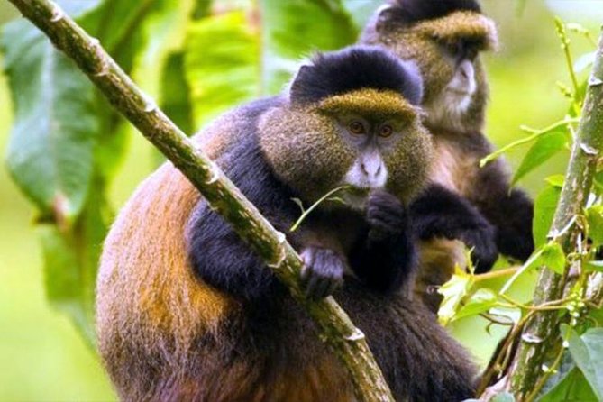 2 Days Chimpanzees trekking Tour and Canopy walk Adventure - Who should book this Nyungwe trip?