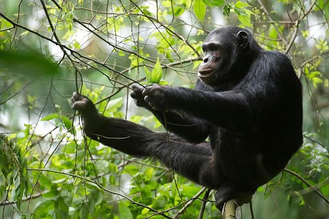 2 Days Chimpanzees trekking Tour and Canopy walk Adventure - My verdict on the guides and overall feel