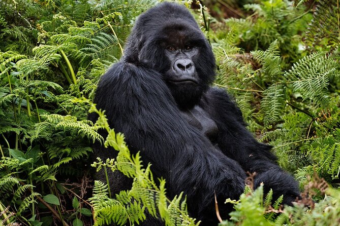 2 Days Gorilla & Golden Monkey Trekking Safaris - Key points at a glance