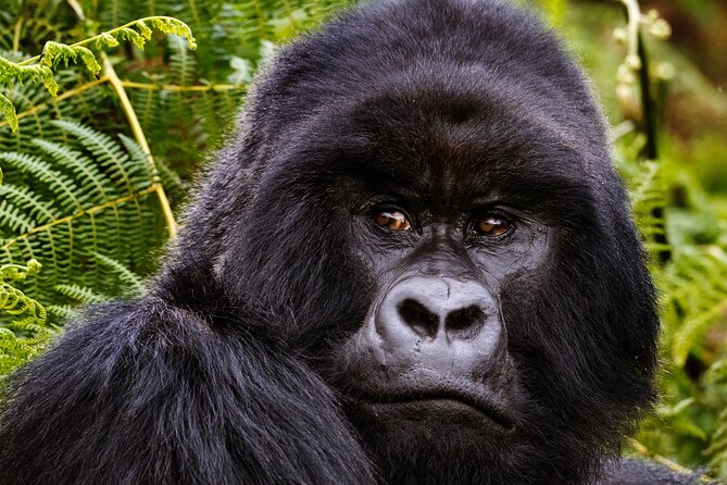 2 Days Gorilla & Golden Monkey Trekking Safaris - The 4 a.m. Departure from Kigali