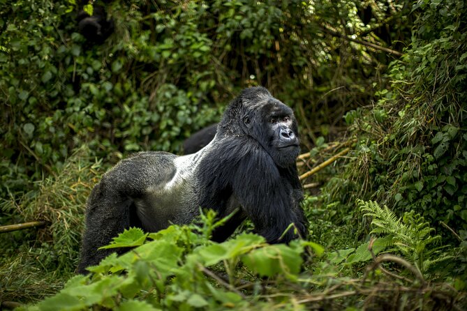 2 Days Gorilla & Golden Monkey Trekking Safaris - Isange Paradise Resort and the Overnight Break