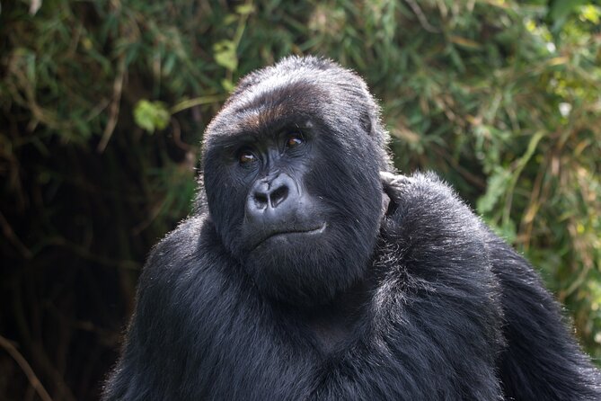 2 Days Gorilla & Golden Monkey Trekking Safaris - Gorilla Trekking on Day Two