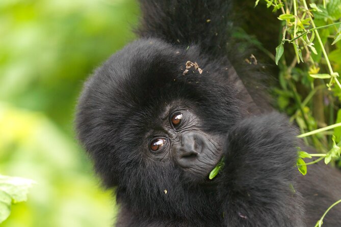 2 Days Gorilla & Golden Monkey Trekking Safaris - Who Will Get the Most from This Trip