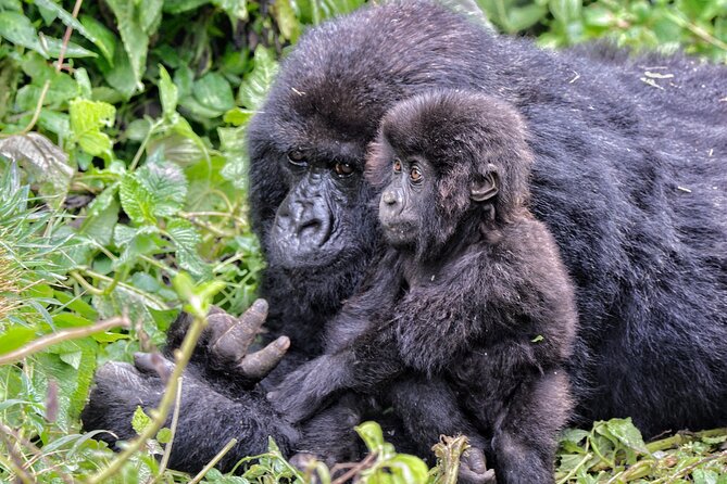 2 Days Gorilla & Golden Monkey Trekking Safaris - Booking Details Worth Checking Before You Pay