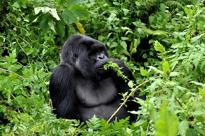 2 Days Gorilla Trekking Rwanda - Key points to know before booking