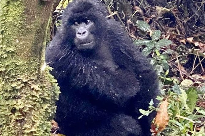 2 Days Gorilla Trekking Rwanda - What the $2,925 price means