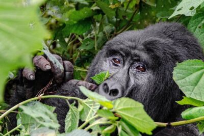 2 Days Gorilla Trekking Rwanda