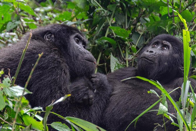 2 Days Gorilla Trekking Rwanda - Fitness, clothing, and small details that matter