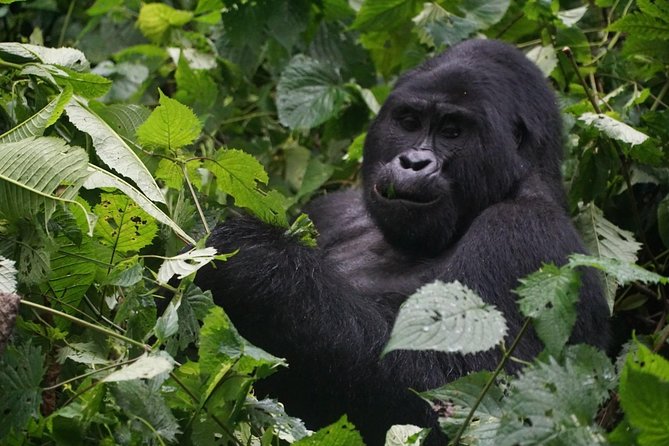 2 Days Gorilla Trekking Uganda - What makes this trip worth considering