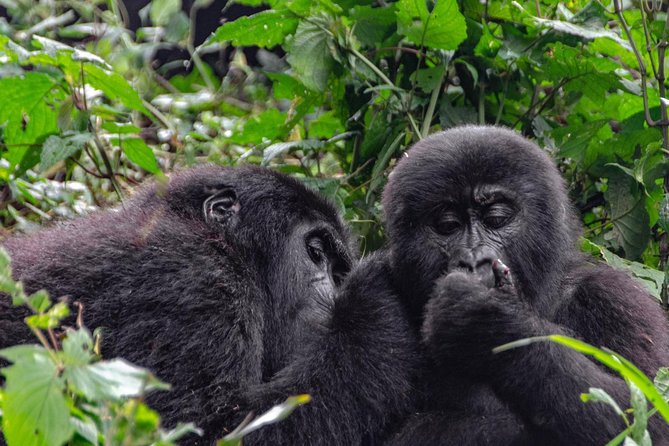 2 Days Gorilla Trekking Uganda - Your overnight lodge and included meals