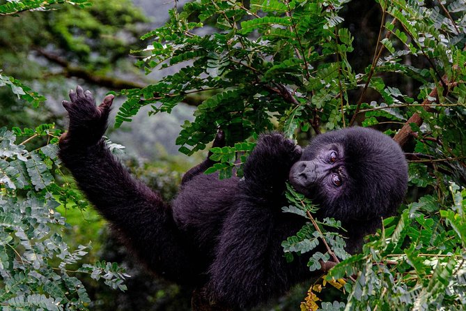 2 Days Gorilla Trekking Uganda - After the trek, the long ride back