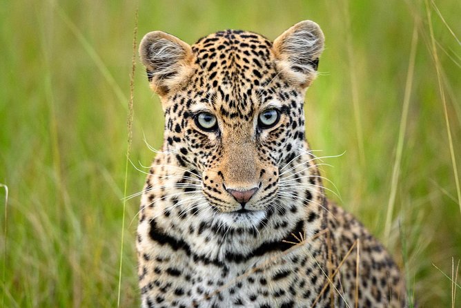 2 Days in Akagera National Park - The 5:30 pm night game drive