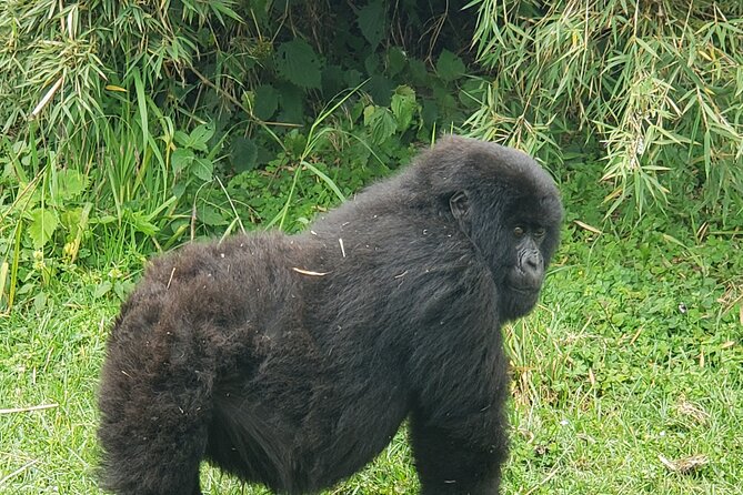 2 Days Mountain Gorilla Safari Rwanda - What you can see around Kigali