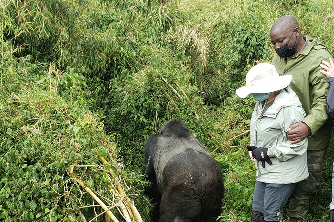 2 Days Mountain Gorilla Safari Rwanda - What the gorilla family encounter feels like