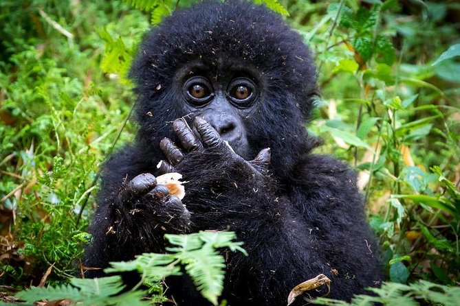 2 Days Mountain Gorilla Safari Rwanda - A serious stop at the Kigali Genocide Memorial