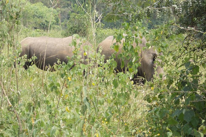 2 Days Murchison Falls Big 5 Savannah wildlife safari - Why this short Murchison Falls safari works