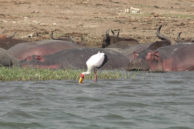2 Days Murchison Falls Big 5 Savannah wildlife safari - The long road to the park