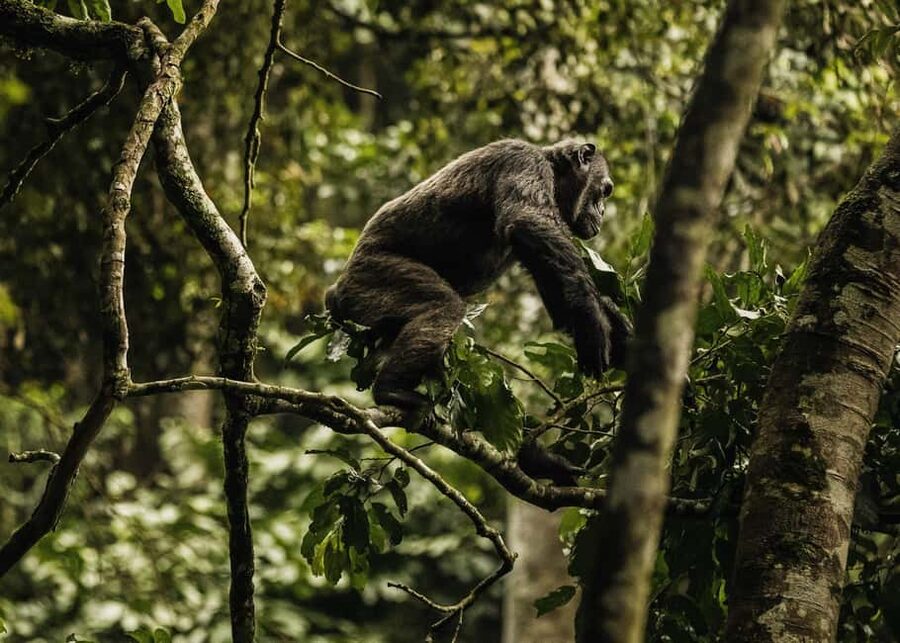 2 Days Nyungwe National Park Tours -Chimp-Canopy-Waterfall - Watch for primates as the forest closes in
