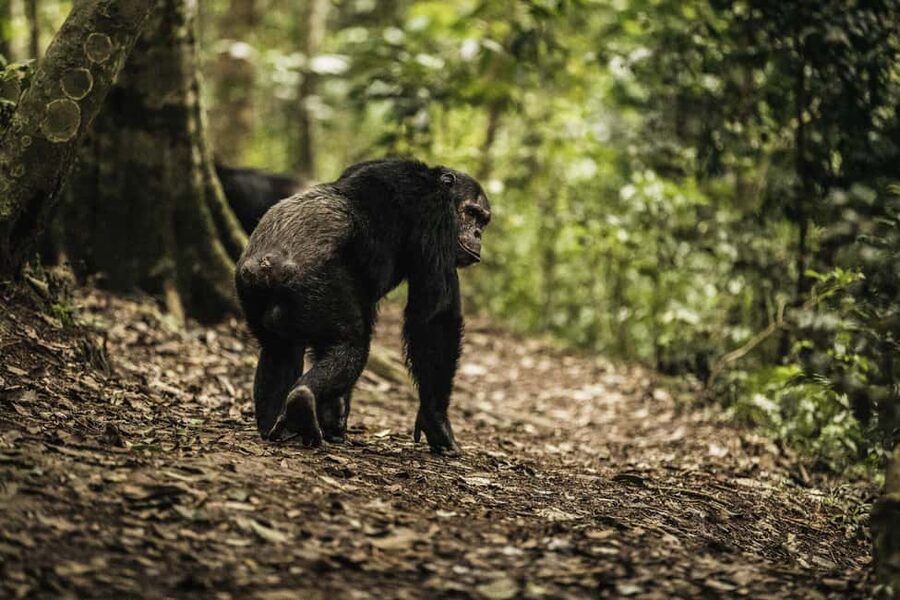 2 Days Nyungwe National Park Tours -Chimp-Canopy-Waterfall - The guide can make a demanding schedule work