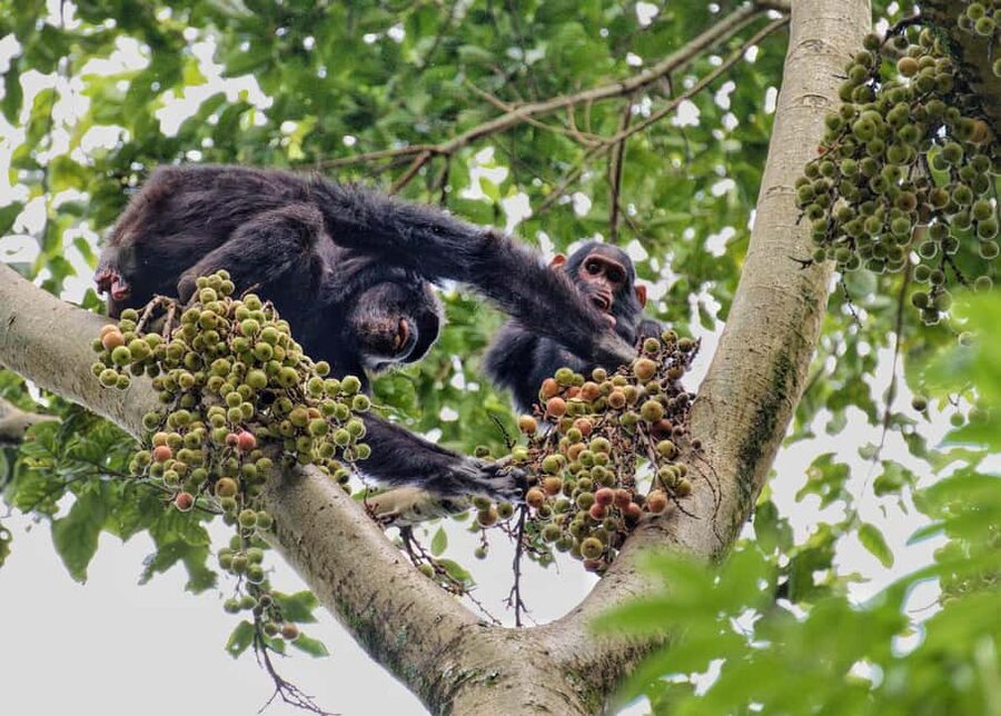 2 Days Nyungwe National Park Tours -Chimp-Canopy-Waterfall - A night at Nyungwe changes the pace