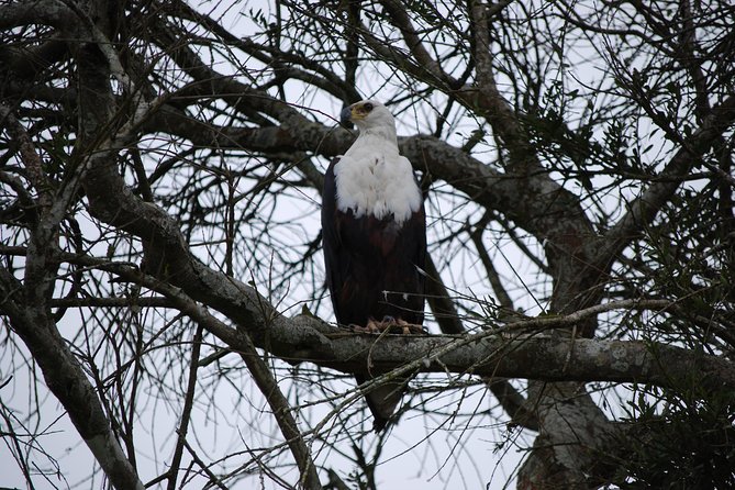 2 days trip_Akagera National Park (Wildlife Safari) - The main wildlife drive begins at 7:00 AM