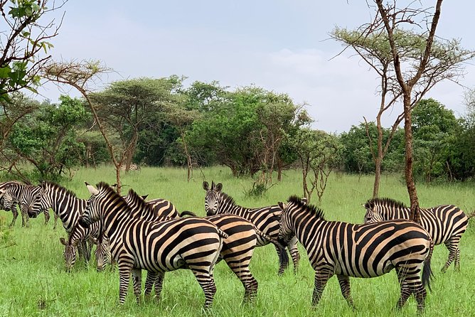2 days trip_Akagera National Park (Wildlife Safari) - Lunch, rest, and Lake Ihema at sunset