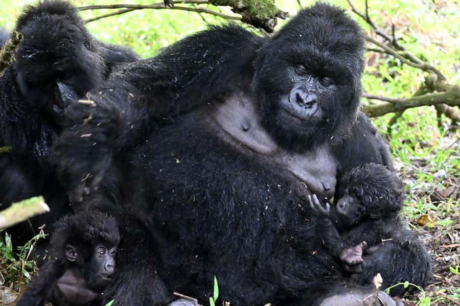 3-Day Gorilla Experience In Uganda - Key points to know before booking