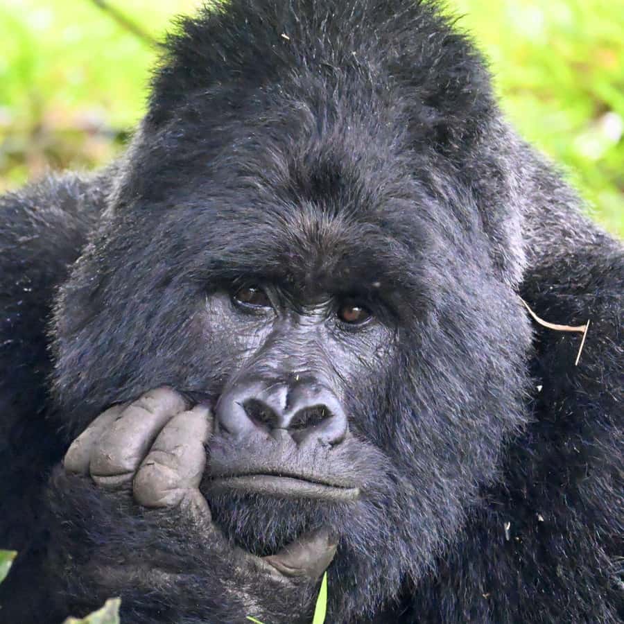 3-Day Gorilla Experience In Uganda - Why the gorilla hour matters most