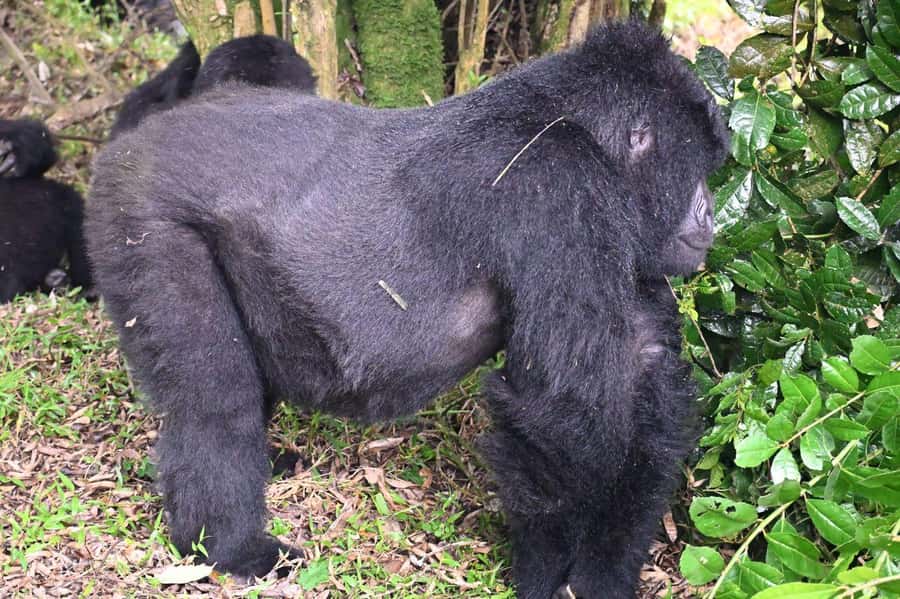 3-Day Gorilla Experience In Uganda - The Batwa visit adds context to the forest