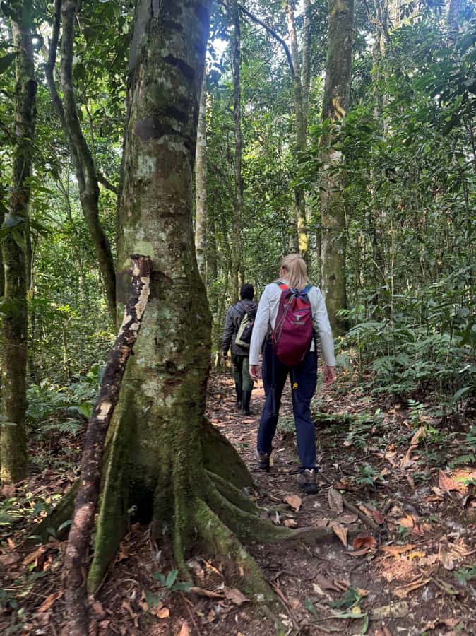 3-Day Gorilla Experience In Uganda - Guides, transport, and the solo experience