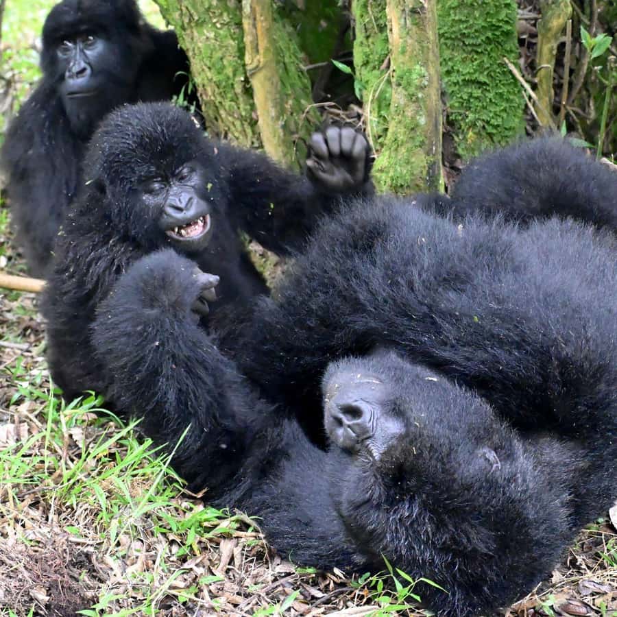 3-Day Gorilla Experience In Uganda - Day 1: From Kigali or Entebbe into Bwindi