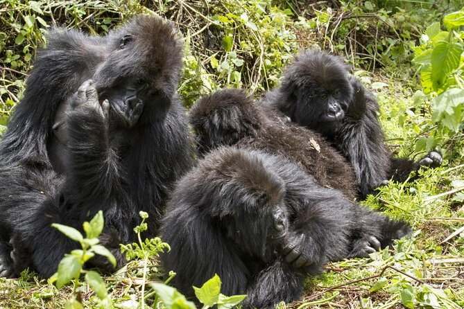3 Day Gorilla Trek at Bwindi National Park via Kigali - Key points at a glance